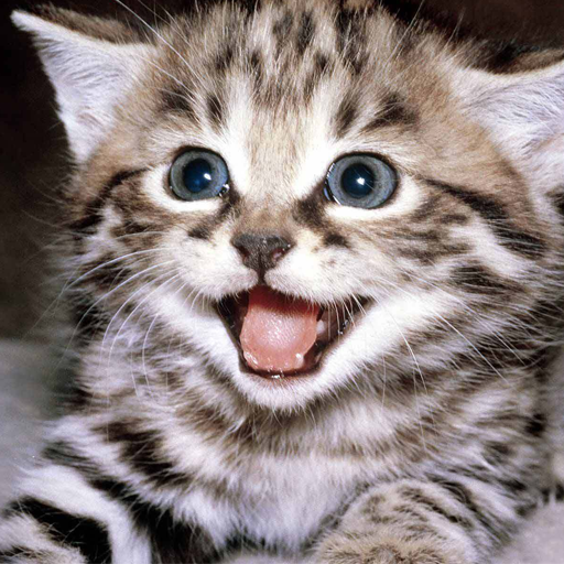 A happy kitten